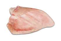 Uši Uši